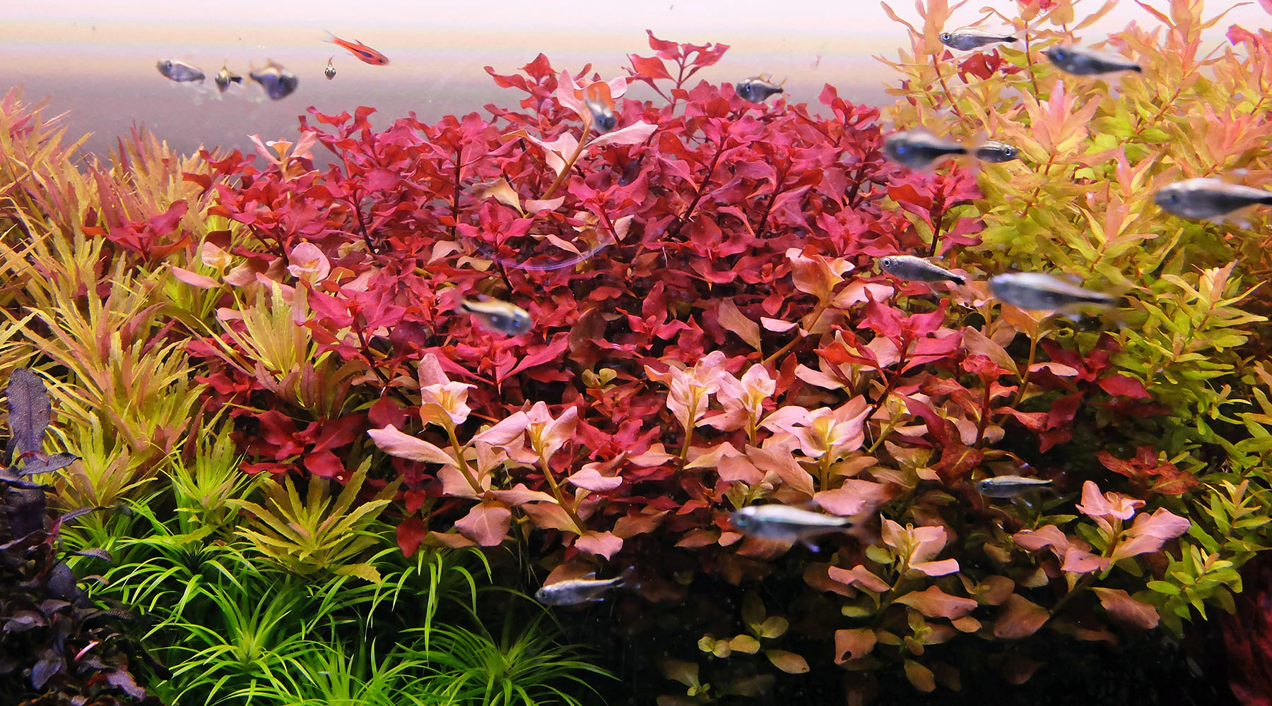 Tân đế tài hồng (Ludwigia palustris super red) - Mỹ Đình Aquarium